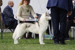 Colt Międzynarodowa Wrocław 29.09.2024